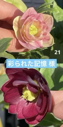 2026年最新】キラメキ クリスマスローズの人気アイテム - メルカリ