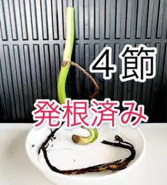 Ｃ④【安心の発根済み・４節】脇芽（新芽）有／斑入り　ホワイトタイガー　モンステラ