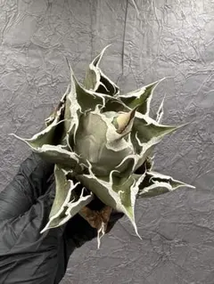 2026年最新】アガベの人気アイテム - メルカリ