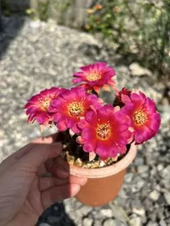 パン子様 リクエスト 2点 まとめ商品