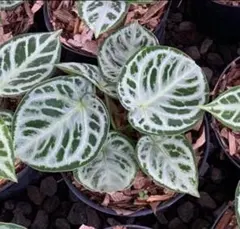 2026年最新】レアアンスリウムの人気アイテム - メルカリ