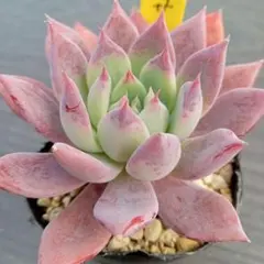 母と子の保健室様 リクエスト 2点 まとめ商品