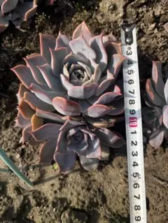 M*様 中里リンゼアナ×アテマハック 多肉植物 - メルカリ