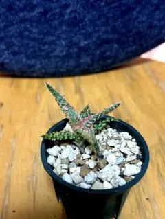 2025年最新】アロエハイブリッドの人気アイテム - メルカリ