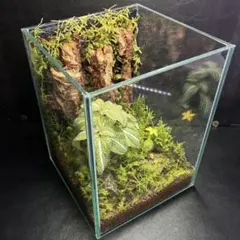 レイアウト水槽セット アヌビアスナナ活着の流木と天然溶岩石 自作フタ