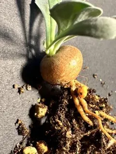 しゃけ太郎様 リクエスト 2点 まとめ商品