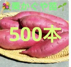 2026年最新】栗かぐや 苗の人気アイテム - メルカリ