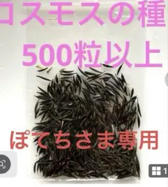 ぽてちさま専用コスモスの種ミックス4g 500粒以上　おまけつき