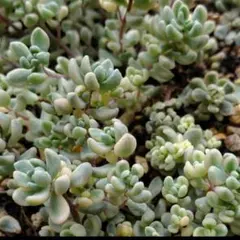 maluco*まるこ\⁠(⁠ϋ⁠)⁠/⁠様 リクエスト 3点 まとめ商品速達付き