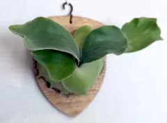 DER@様 リクエスト 2点 まとめ商品