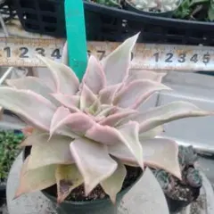 マディバ錦 多肉植物 B - メルカリ