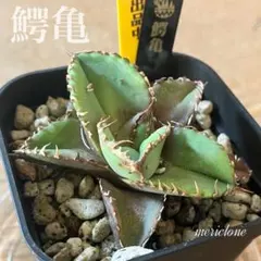 2025年最新】チタノタ ブツブツの人気アイテム - メルカリ