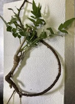 トゲなし種改良タラの芽苗 4本のサムネイル