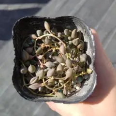 グリーンネックレス♡　カット苗　セネキオ　脇根たくさん!!　多肉植物