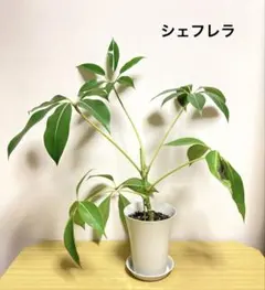 셰플러 ① 칸타 ‼️ 엑스트라 라지 ‼️ 볼륨 ‼️ 약 75cm No.6 메르카리 메일 ※ 그릇과 함께 배송 ‼️