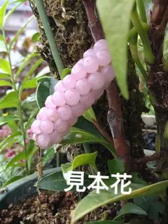 プロフ確認宜しく‼//あっくんママ様 リクエスト 5点 まとめ商品