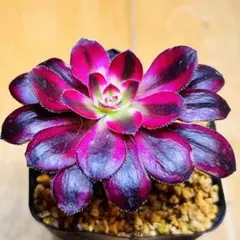 多肉植物 ❤️アエオニウム シャネル❤️韓国苗育成 抜き苗 レア品a98