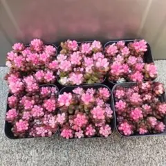 takaoka3026様 リクエスト 3点 まとめ商品