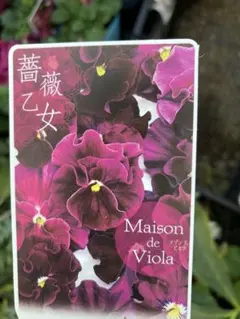 2026年最新】ビオラ苗の人気アイテム - メルカリ