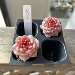 多肉植物　エケベリア　韓国苗　ビロード2苗　抜き苗セット