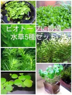 ビオトープ　水草5種類セット 7月はバコパ増量のサムネイル