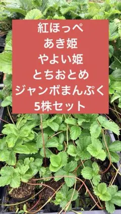 農家直送 とちおとめ 大粒いちご苗 5株セット - メルカリ