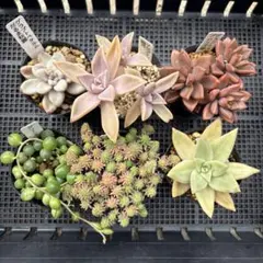 多肉植物　6種類　セットＣ　だるま秋麗　朧月　ブロンズ姫　グリーンネックレスなど