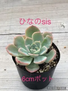 2025年最新】Miyaさん苗 ひなのの人気アイテム - メルカリ