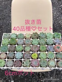多肉植物 40品種♡抜き苗セット(メルカリ便)のサムネイル