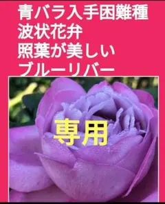 【さくら様専用】　ブルーリバー　薔薇苗(バラ苗挿し木用挿し穂(さし穂
