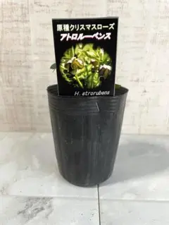 白澤様 リクエスト 2点 まとめ商品