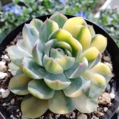 ツナミ錦 白覆輪 超フリフリ エケベリア 多肉植物 - メルカリ