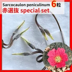 5粒セット】 サルコカウロン ペニクリナム 種子 モンソニア ペニクリナ