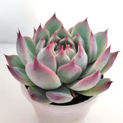 2025年最新】コロラータの人気アイテム - メルカリ