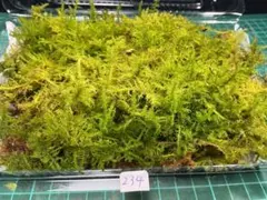 赤ずきんちゃん様 リクエスト 2点 まとめ商品