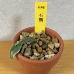 2026年最新】万年青 獅子の人気アイテム - メルカリ