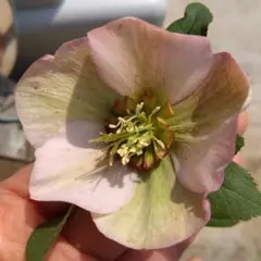 Mic様 リクエスト 4点 まとめ商品