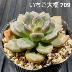 いちご大福 709 エケベリア 多肉植物 抜き苗