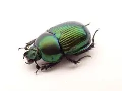 コガネムシ標本 m54474967342_1.jpg?1734431207