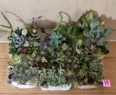 H 多品種　カラフル　育て方メモ　多肉植物　紅葉が綺麗❤️6つセット