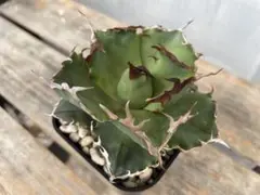 2026年最新】緑犀牛の人気アイテム - メルカリ