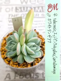 2026年最新】miya苗の人気アイテム - メルカリ