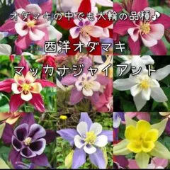 cyurippa様 リクエスト 3点 まとめ商品