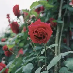 なあちゃん様　専用ページ