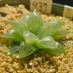 多肉植物 ハオルチア 裏般若錦 糊斑 超美品 透明窓 - メルカリ