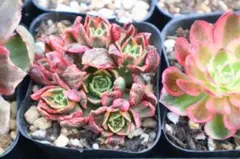 多肉植物 メデューサ&ピンクウィッチ抜き苗セット - メルカリ