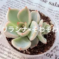 2026年最新】おらいさん苗 そわそわの人気アイテム - メルカリ