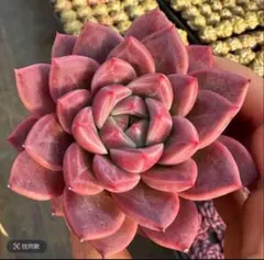 b*す様 新入荷 赤魔王 エケベリア 多肉植物 1苗 - メルカリ