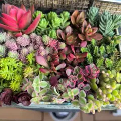 セダム１２種類セット　カット苗　多肉植物