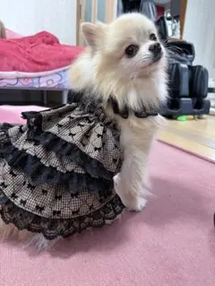 ＊momo＊様専用犬服ハンドメイドワンピース